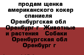 продам щенка американского кокер спаниеля - Оренбургская обл., Оренбург г. Животные и растения » Собаки   . Оренбургская обл.,Оренбург г.